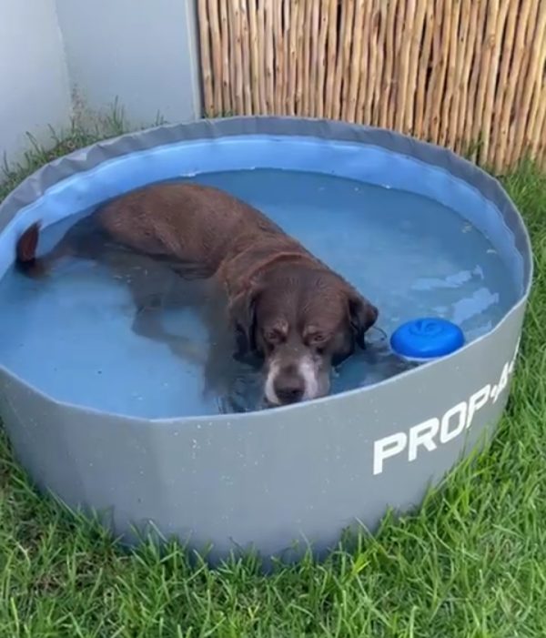 Doggie Pool 1m x 350mm
