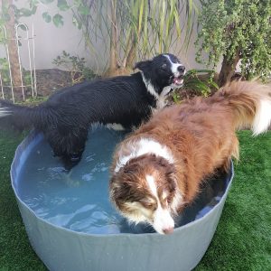 Doggie Pool Extra Depth Blue 1m x 500mm